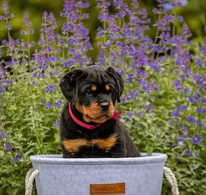 Pui rasa Rottweiler - Forță,  Siguranță  și Loialitate! - imagine 3