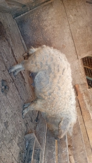 scroafă mangaliță de vanzare!