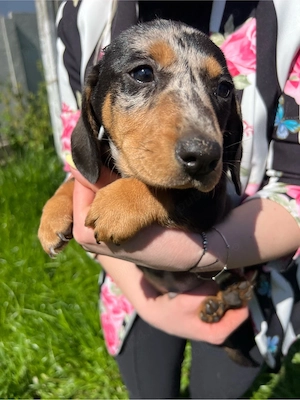 Teckel mascul ! - imagine 3