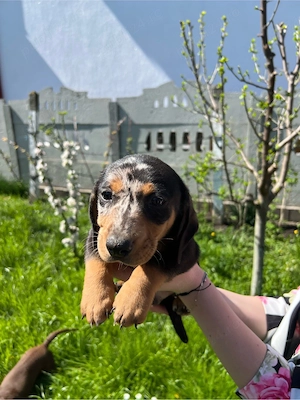 Teckel mascul ! - imagine 2