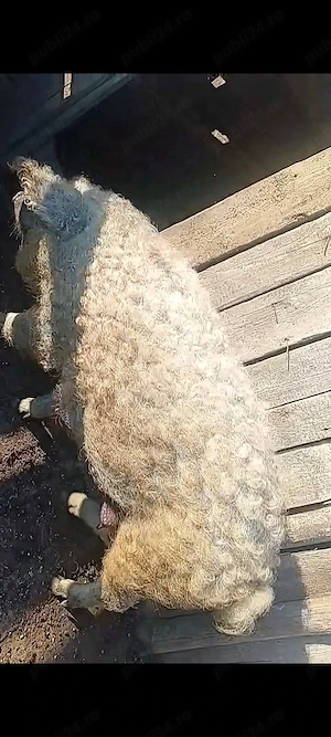 scroafă mangaliță de vanzare! - imagine 2