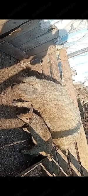 scroafă mangaliță de vanzare! - imagine 3