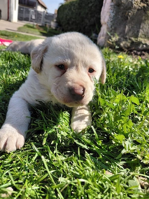 Pui labrador de vanzare - imagine 3