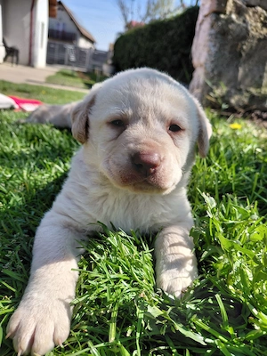 Pui labrador de vanzare - imagine 4