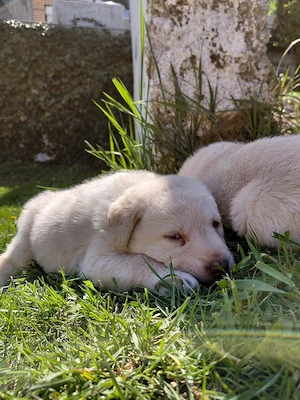 Pui labrador de vanzare - imagine 2