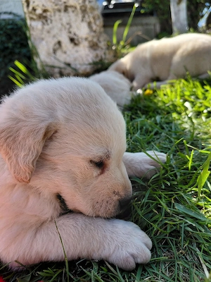 Pui labrador de vanzare - imagine 5