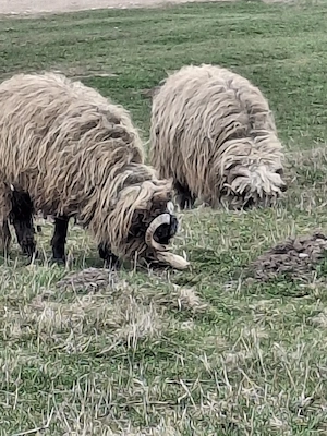 oi de vanzare ! - imagine 3