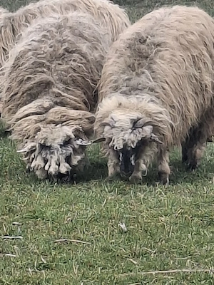 oi de vanzare ! - imagine 4