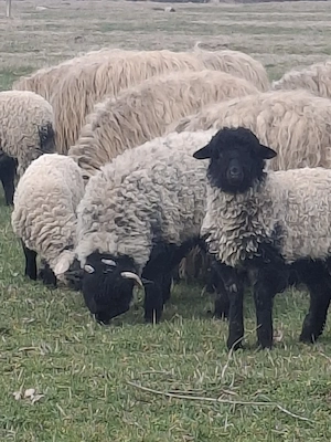 oi de vanzare ! - imagine 2