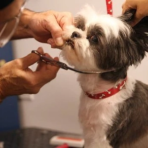 Frizerie canina Tund acasa catei pisicute Vet Grooming Caine Caini Pisici Sector 5 1 4 6 3 2 - imagine 2