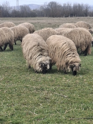 oi de vanzare ! - imagine 5