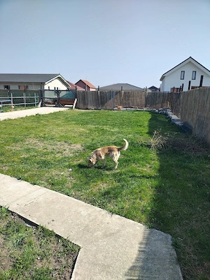 Proprietar!!! Vând teren intravilan in Bujac. - imagine 8