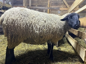 berbecut suffolk + oaie suffolk - imagine 2