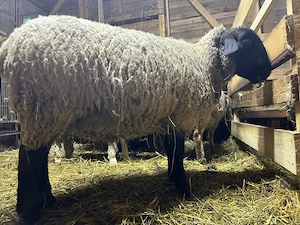 berbecut suffolk + oaie suffolk