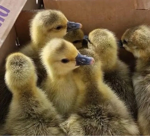 bobocei gasca toulouse 