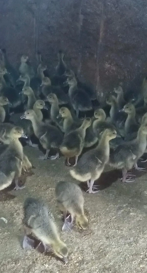 bobocei gasca toulouse 