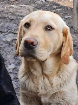 Labrador Retriever Auriu ,mascul disponibil imediat,schema de vaccinare completa