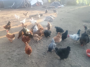 Ouă de găină și rațe  - imagine 2