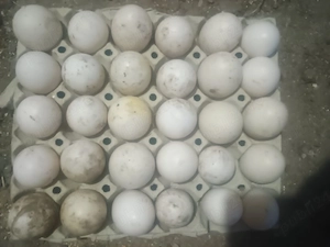 Ouă de găină și rațe 