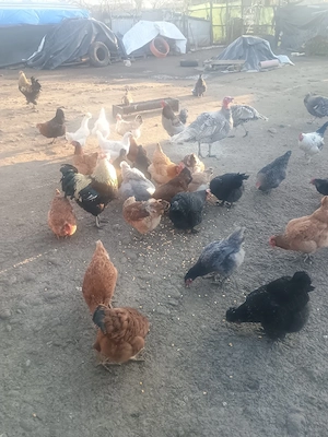 Ouă de găină și rațe  - imagine 3