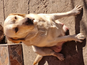 Labrador Retriever Auriu ,mascul disponibil imediat,schema de vaccinare completa - imagine 5