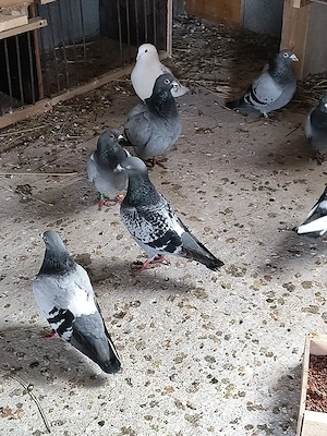 porumbei voiajori de vânzare 