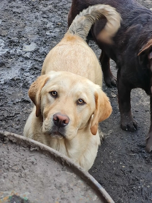 Labrador Retriever Auriu , Mascul,schema completa de vaccinare si deparazitare,disponibil imediat - imagine 2