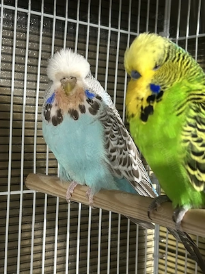 Papagali perusi standard  familie reproducatoare tineret pui - imagine 3