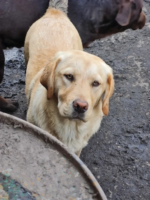 Labrador Retriever Auriu , Mascul,schema completa de vaccinare si deparazitare,disponibil imediat - imagine 3