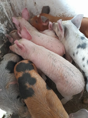 purcei 11 săptămâni 320 lei - imagine 3