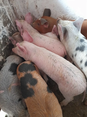 purcei 11 săptămâni 320 lei - imagine 4