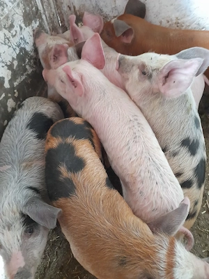 purcei 11 săptămâni 320 lei - imagine 2