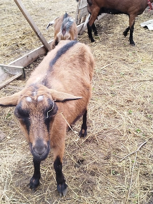 vand capre gestante, - imagine 5