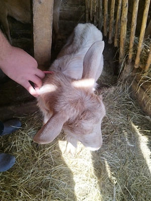 vand capre gestante, - imagine 2