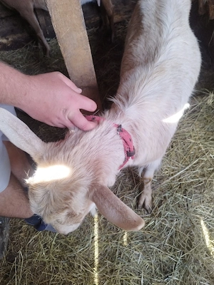 vand capre gestante, - imagine 3