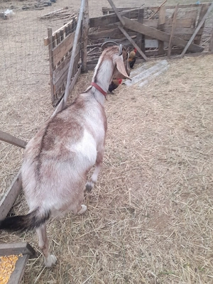 vand capre gestante, - imagine 4