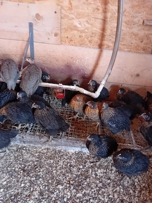 de vanzare bibilici si puikute de oua - imagine 4