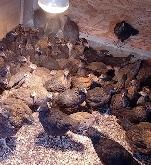 de vanzare bibilici si puikute de oua - imagine 3