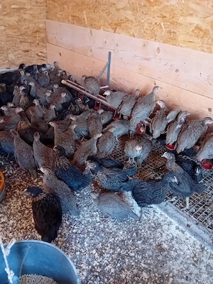 de vanzare bibilici si puikute de oua - imagine 5