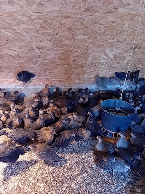 de vanzare bibilici si puikute de oua - imagine 2