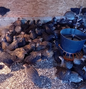 de vanzare bibilici si puikute de oua