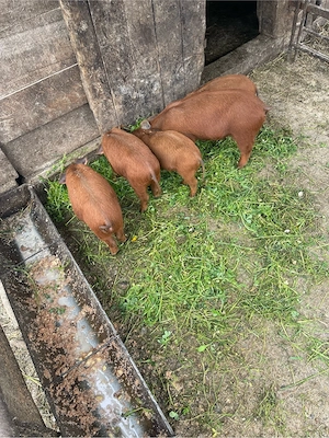 purcei de vânzare duroc  7săptămâni 