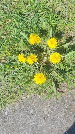 casă bună de vînzare ori schimb cu apartament