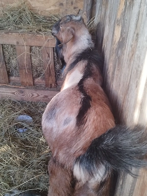 vand tap metis  - imagine 5