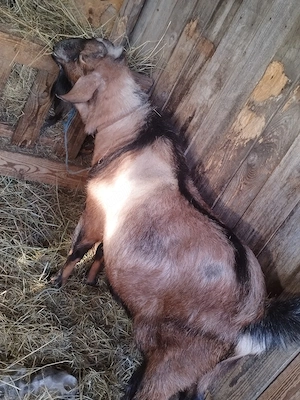 vand tap metis  - imagine 3