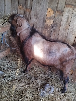 vand tap metis  - imagine 4