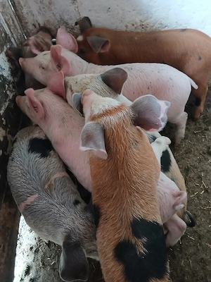 purcei 11 saptamani 320 lei - imagine 2