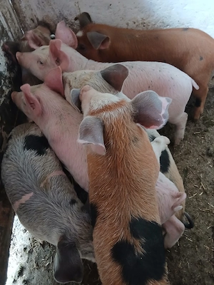 purcei 11 saptamani 320 lei - imagine 3