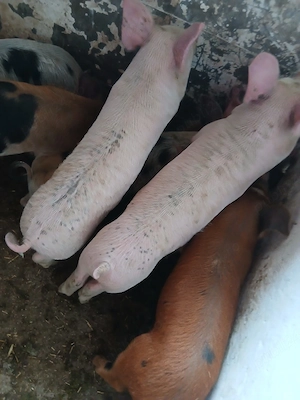 purcei 11 saptamani 320 lei