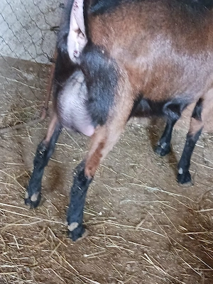 vand capra alpina franceza pura  - imagine 4